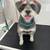 Mobile Dog Grooming Services 2 thumbnail