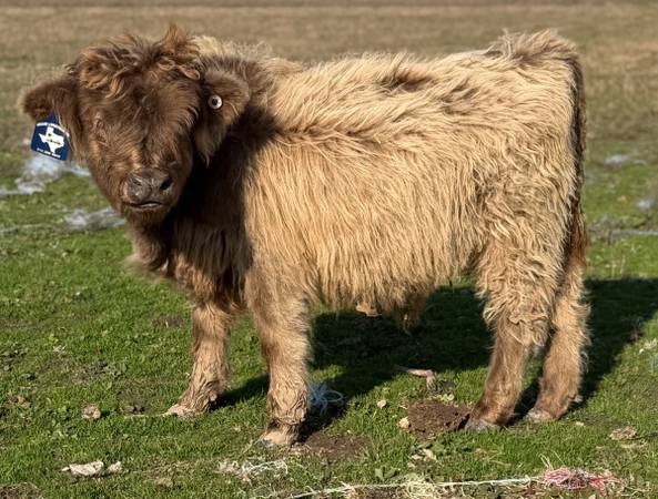 Mini Cattle and Mini Donkeys 1