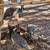 Rehoming peahens 1 thumbnail