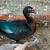Fancy Muscovy Duck 1 thumbnail