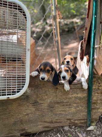 A K C beagle pupies (Gainesville)63739455549313121