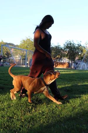Dog trainer / Handler (Rohnert Park)63934210095747122