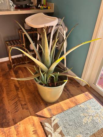 Big aloe plant 1