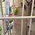 Parakeets 4 thumbnail