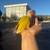 Sun cheek GC conures 3 thumbnail