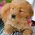 Available!!Rehoming!!AKC Golden Retriever Puppies!! 2 thumbnail