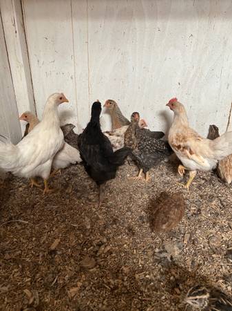 Rehoming quail 1