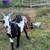 Nigerian Dwarf Buck 2 thumbnail