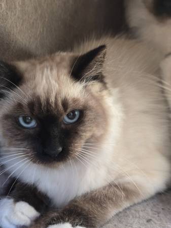 Kittens need home (Graham)63874560701699120