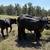 Brangus Replacement Heifers 5 thumbnail