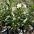 Beautiful Lush Oleander 6 thumbnail