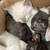 Kittens for sale 2 thumbnail