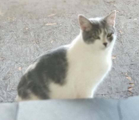 Lost kitten (pecos, santa fe or greater area)63822829792899120