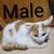 Turkish Van Cat 2 thumbnail