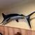 86" blue Marlin Mount 2 thumbnail