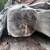 Spruce logs 3 thumbnail