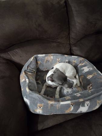 Chihuahua mix (Staten Island)64185999291265120