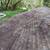 Affordable Falling Tree Cutting~Tree Trimming~Bush Hog~Lot Clean Up~ 10 thumbnail