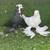 Fancy Pigeons 10 thumbnail