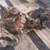 Manzanita Burl Coffee Table with Custom Glass top - 60"X 36" 6 thumbnail