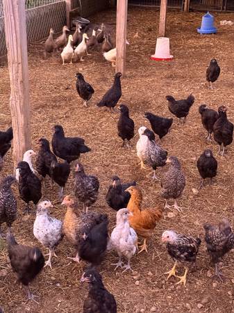 Chickens and ducks! 1