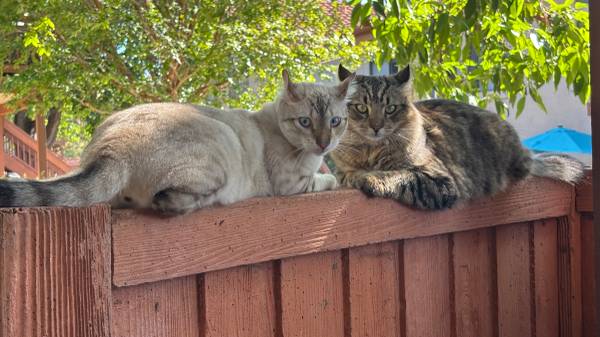 Do you have a loving home for these two kittens?63955993524227120