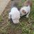 Puppies Razors edge pitbull 3 thumbnail