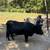 Dexter Cow 1 thumbnail