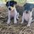 Rat Terrier Puppies🐶 5 thumbnail