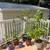 Various Shade Trees 1 thumbnail