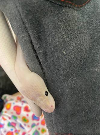 Reubicación de una pitón bola de marfil de 2 años (Everett)64711448627201121