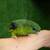 Lineolated Parakeet (Linnies) 2 thumbnail