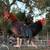 Old English Bantom hen and rooster 6 thumbnail