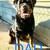 Rottweiler Puppies 7 thumbnail