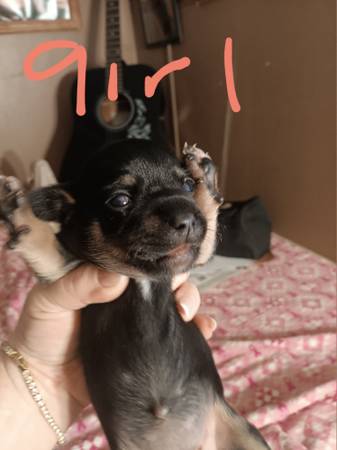 Chiwinnie (Hattiesburg)63611950389633123