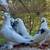 American show racers pigeons 2 thumbnail