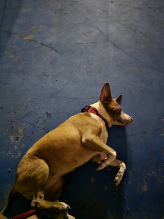Perro que necesita un nuevo hogar (Pico Rivera)63877736026243123