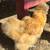 Silkies buff/partridge hatching eggs 2 thumbnail