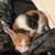2 month old calico kitten 2 thumbnail