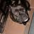 Lost dog 3 thumbnail