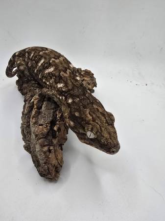 Leachianus Geckos (Mount prospect)63844233989505123