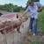 Pigs 2 thumbnail