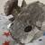 Eagle glorious colorful solid pewter 3 thumbnail