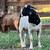 Boer Goat Buck Registered 3 thumbnail