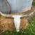 LONGHORN SKULLS 3 thumbnail