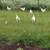 American Bresse starter breeding flock 3 thumbnail
