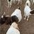 Boer goats 2 thumbnail