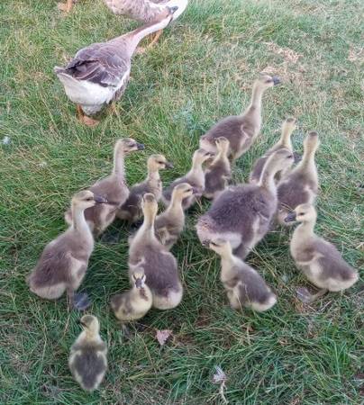 Purebred Brown Chinese Geese/goslings 1