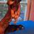 Chiwegal puppies 1 thumbnail