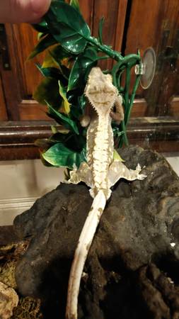 Gecko crestado63670037347203120